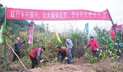 沙坪坝中梁镇永宁寺村开建茶产业生态园