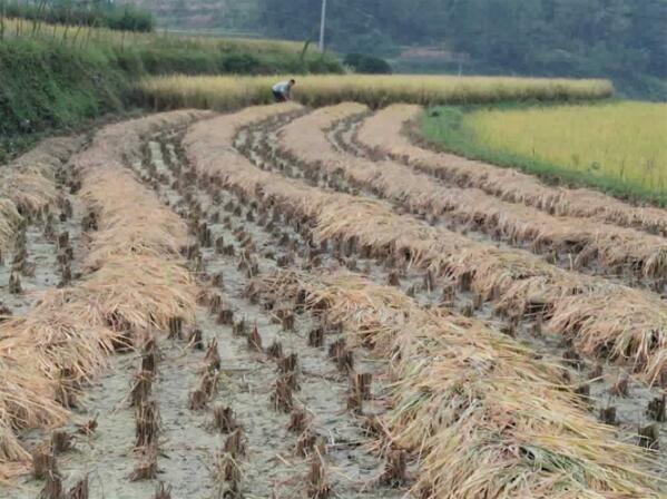 酉阳：山羊村民“露谷”忙