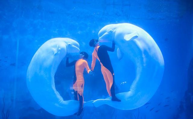 海昌极地海洋公园海底大秀《白鲸之恋》震撼上演