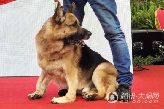 倡导领养代替购买 带我回家 公益领养计划在渝