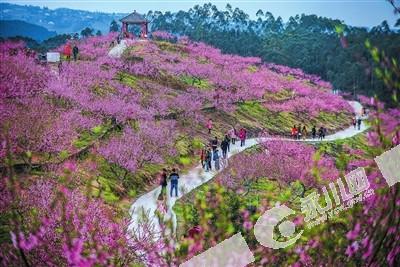 气温回暖春光好 永川桃花朵朵开