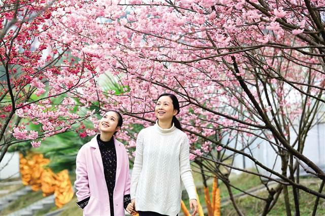 北碚:乡村振兴战略进行时 大力发展特色效益农业