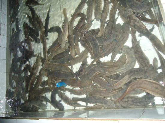 火炉特有美食:可入菜的娃娃鱼