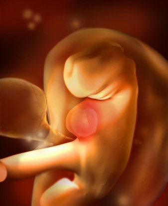 胎儿在子宫40周发育全过程