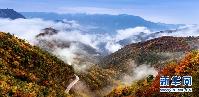 深秋去哪？来城口赴一场彩叶之约