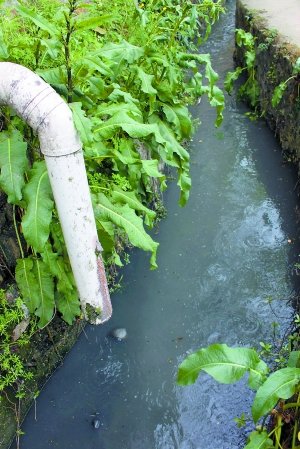 重庆理工大学学生探查花溪河 河道污染严重