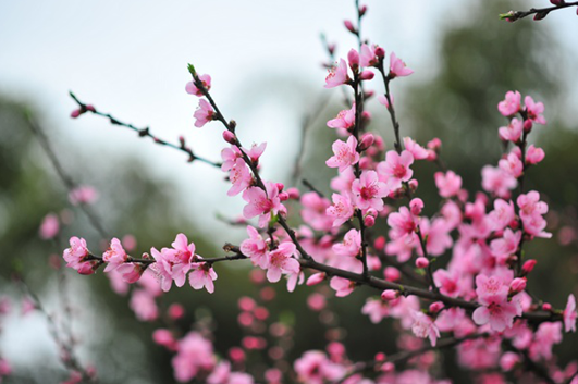 春天花时间去花舞人间看花 桃花郁金香任君赏
