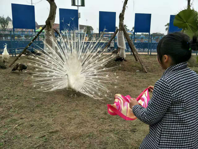 小妈妈想要给爱美的白孔雀戴上丝巾 我喜欢白孔雀,所以给它戴上了丝巾让它变得更可爱。妈妈每天花很长时间给我打扮,天冷了会担心我穿得暖不暖,天热了会担心我穿厚了没,也是因为妈妈喜欢我。简单而有趣的小任务让孩子们懂得了妈妈的爱。 此后,20个家庭还去参加了动物大讲堂,听长颈鹿奶爸讲科普课,了解关于长颈鹿的生活习性,孩子们都听得津津有味。据悉,动物大讲堂是乐和乐都2016年成功申办的重庆市研学游基地以来举办的主题体验,松鼠猴小熊猫馆长颈鹿馆野生动物世界步行区均有设立。