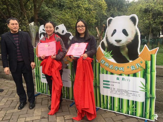 重庆动物园三只熊猫宝宝有名字了!快来看看它