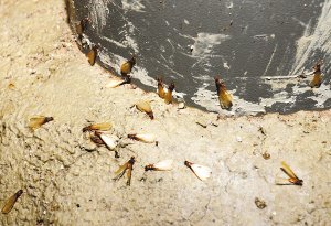 烦人!涨水蛾高发期来了 你光喷药可能灭不赢