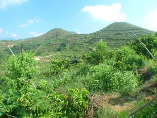 香港檀香山控股打造全国最大檀香种植基地