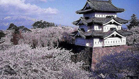 日本青森:一条20公里长的樱花大道