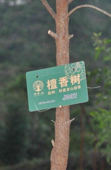 香港檀香山控股打造全国最大檀香种植基地