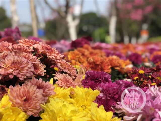 重庆道路“花园”添新成员 值得市民一看