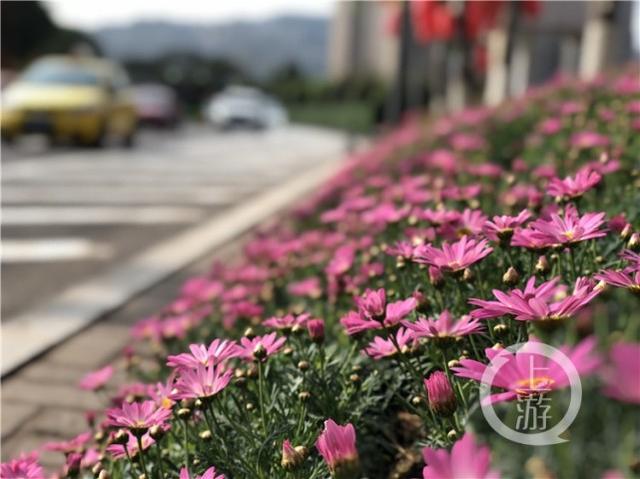 重庆道路“花园”添新成员 值得市民一看