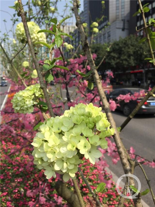 重庆道路“花园”添新成员 值得市民一看