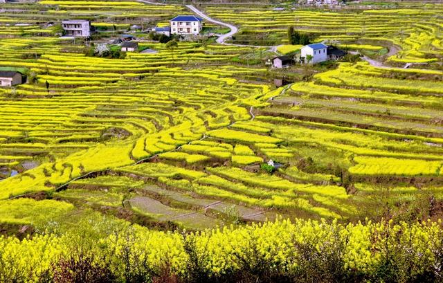 綦江寨门梯田:千亩油菜花怒放 邀您来赏