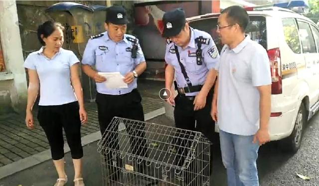 重庆一男子在楼顶养鸡 竟捡到"百鸟之王"_大渝网_腾讯网