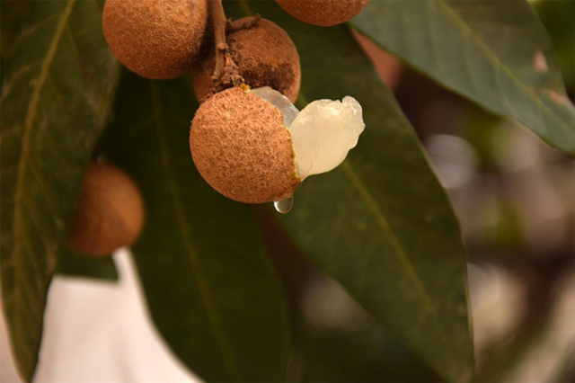 朱沱龙眼走出深闺 成全国网红