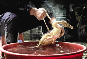 南坪买鸭还是没给鸭肠子