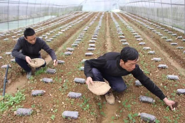 结庐沙坪坝 醉美在乡村 看沙坪坝乡村在振兴中
