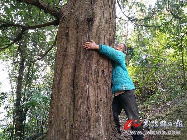 黔江:大垭原生态"古树王国 古树哲学 古树知识 天下古树网