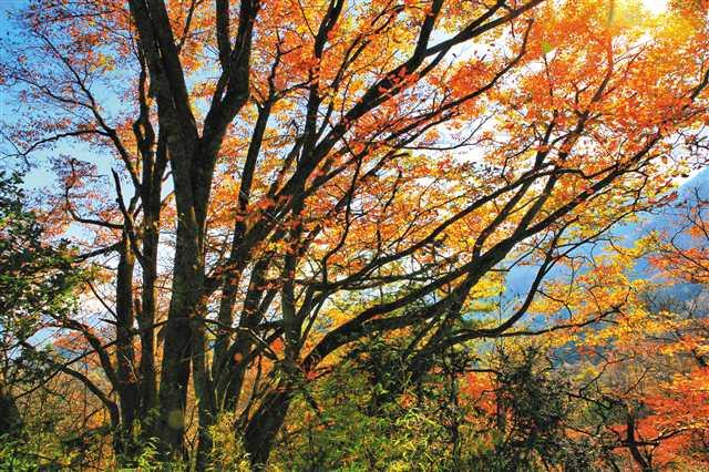 巫溪：做活生态林业大文章 奏响绿色发展协奏曲