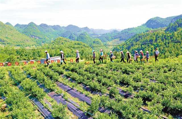 黔江:不怕田少荒山多 特色农业"立起来"