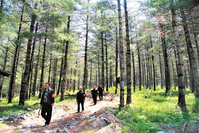 巫溪：做活生态林业大文章 奏响绿色发展协奏曲