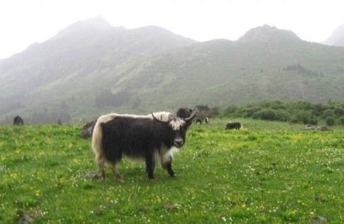 天堂之路:从泸沽湖徒步穿越到稻城亚丁