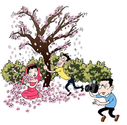 大片野生樱花绽放 游客爬树上拍打制造“樱花雨”