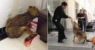 Ito ay hindi isang paos! Ang nasugatan lobo bumangga sa isang opisina ng pamahalaan break na tanghalian