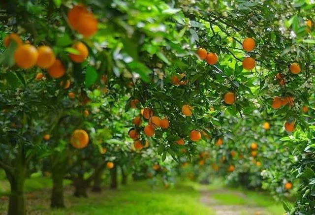 派森百有了首家线下体验店 地址居然在忠县这