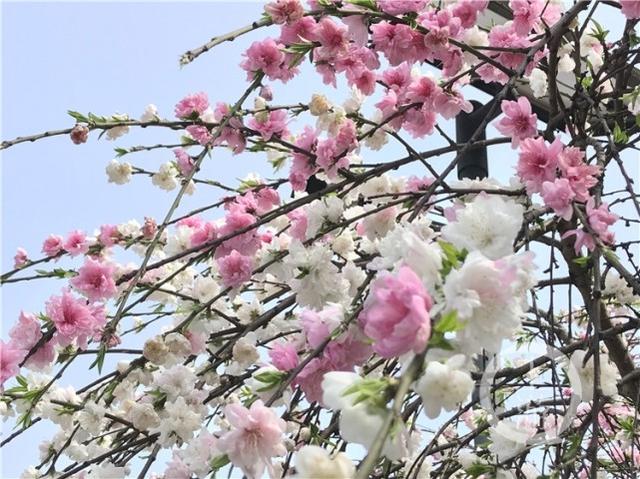 重庆道路“花园”添新成员 值得市民一看
