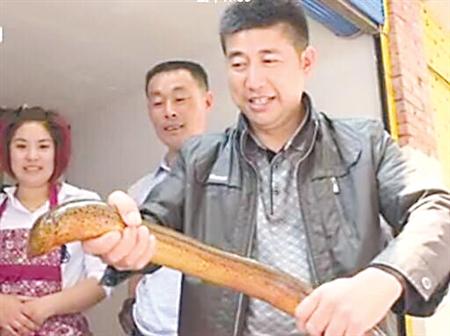 大叔池塘边钓起一条“黄鳝王” 至少生长10年以上