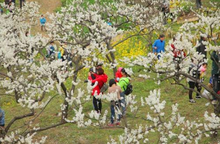 分水镇李子种植规模2.4万亩 户均收入达1.3万元