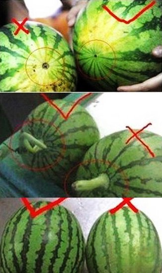 赶紧学学怎样挑西瓜