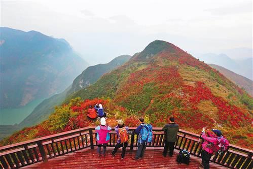 巫山国际红叶节今日开幕 满山红叶似彩霞