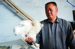 腹胀腹泻 酉阳一养兔场一月病死600只兔子