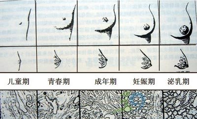 了解<em>女人</em>先了解乳房+专家图解<em>乳房发育</em>全过程
