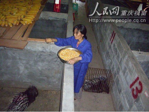 黔江一返乡女农民工养殖豪猪 年产值达20万