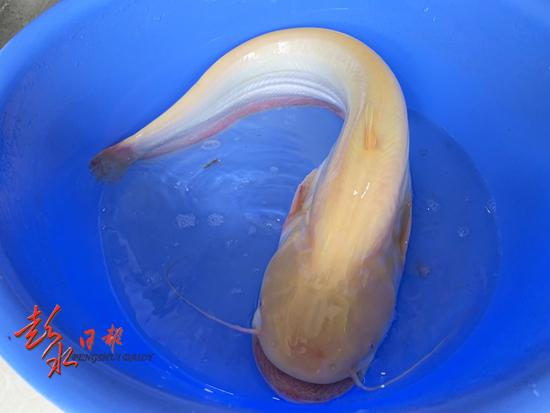 6斤重野生金色鲶鱼现市场 好心市民购买将其放