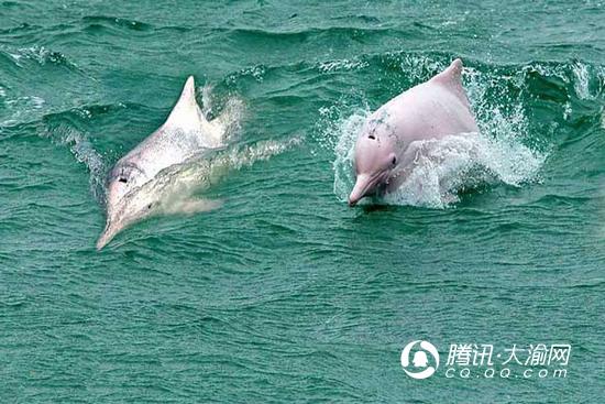 广西钦州来渝推介旅游 邀市民游三娘湾看白海