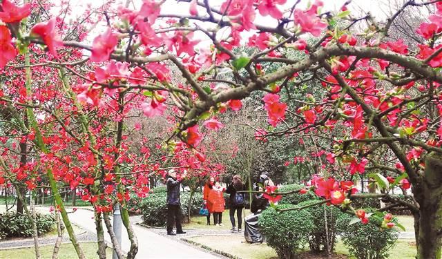 春意渐浓 重庆主城最高温度将回到16℃左右