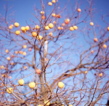 柿子丰收农妇把柿子当饭吃 鹅蛋大结石撑破直