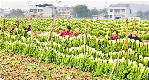 大足:冬菜产业 助农增收