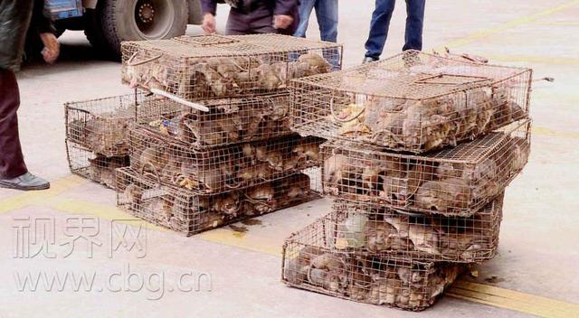 大货车装600只山老鼠 偷运至万州途中被查获