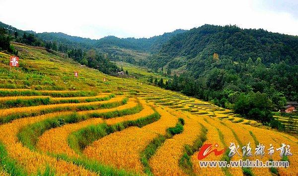 "10月7日,石柱自治县三星乡顺德农业专业合作社负责人郎启顺说,得天独