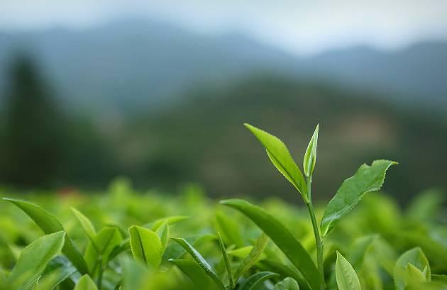 中国神鹊茶落户重庆 高品质好茶走向全国