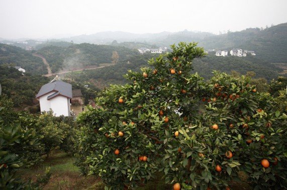 统景柑橘文化节暨歌手大赛启动 邀您听歌品柑橘